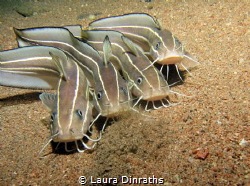 Four adult striped eel catfish hunting together on sand a... by Laura Dinraths 